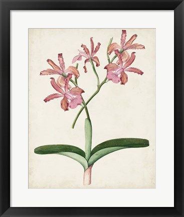 Framed Orchid Pair I Print