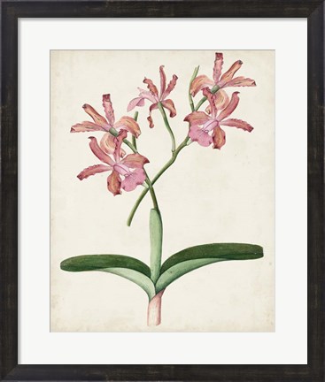 Framed Orchid Pair I Print