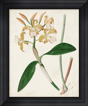 Framed Orchid Pair II Print