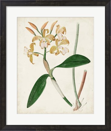 Framed Orchid Pair II Print
