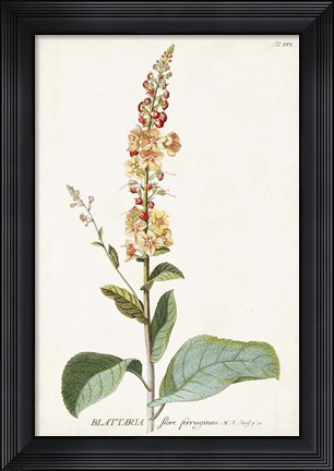 Framed Alluring Botamical II Print