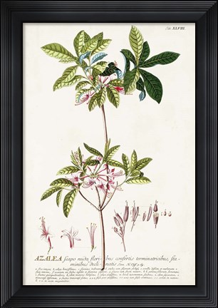 Framed Alluring Botamical IV Print