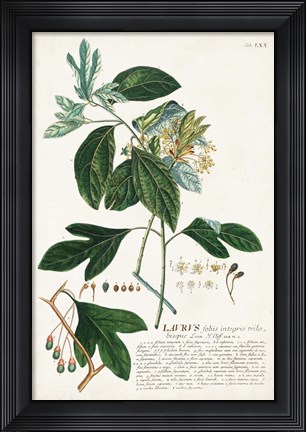 Framed Alluring Botamical VI Print