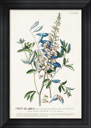 Framed Alluring Botamical VII Print