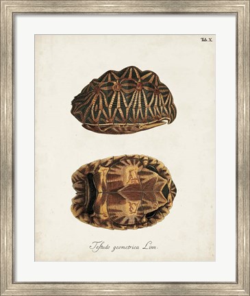 Framed Antique Turtles &amp; Shells I Print