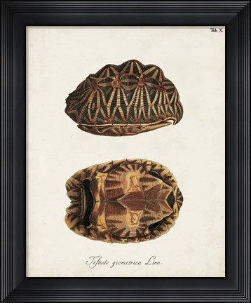 Framed Antique Turtles &amp; Shells I Print