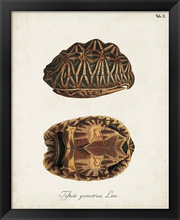 Framed Antique Turtles &amp; Shells I Print