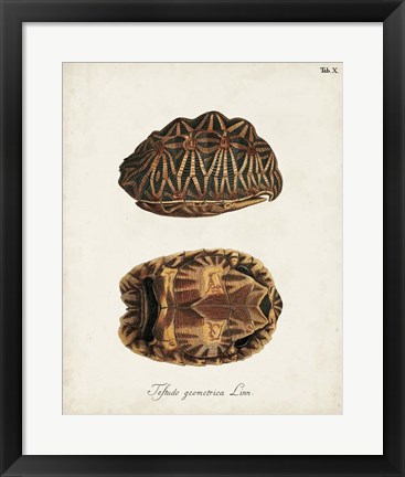 Framed Antique Turtles &amp; Shells I Print