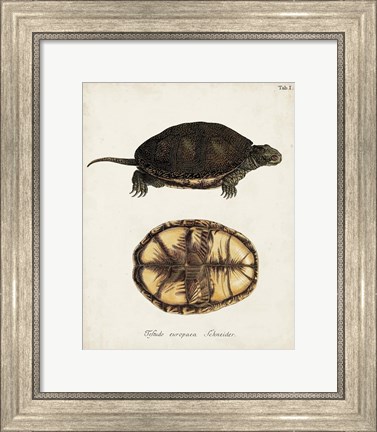 Framed Antique Turtles &amp; Shells II Print