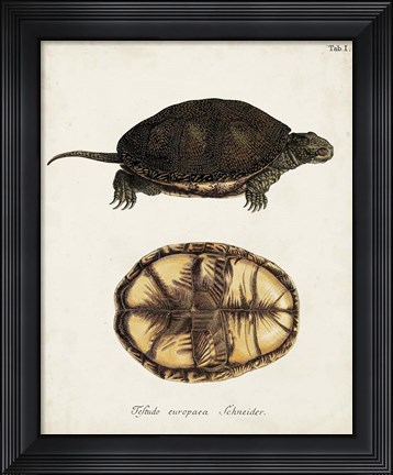 Framed Antique Turtles &amp; Shells II Print