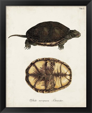 Framed Antique Turtles &amp; Shells II Print