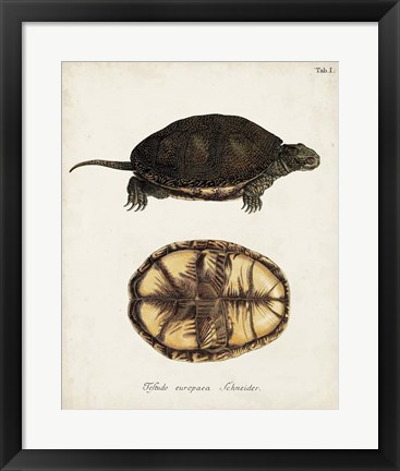 Framed Antique Turtles &amp; Shells II Print