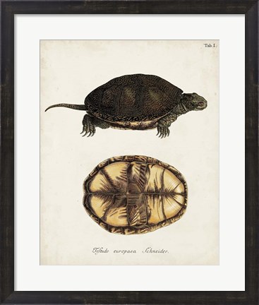Framed Antique Turtles &amp; Shells II Print