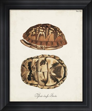 Framed Antique Turtles &amp; Shells III Print