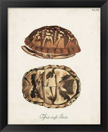 Framed Antique Turtles &amp; Shells III Print