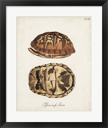 Framed Antique Turtles &amp; Shells III Print