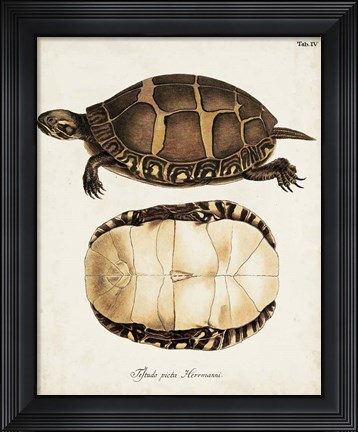 Framed Antique Turtles &amp; Shells IV Print