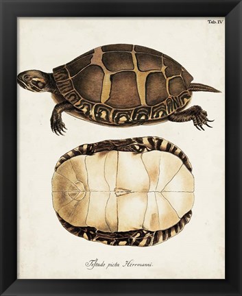 Framed Antique Turtles &amp; Shells IV Print