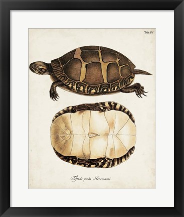 Framed Antique Turtles &amp; Shells IV Print