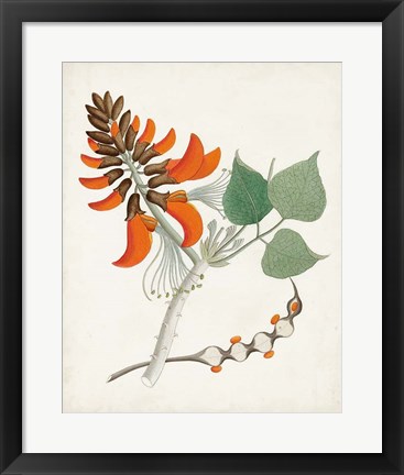 Framed Botanical of the Tropics I Print