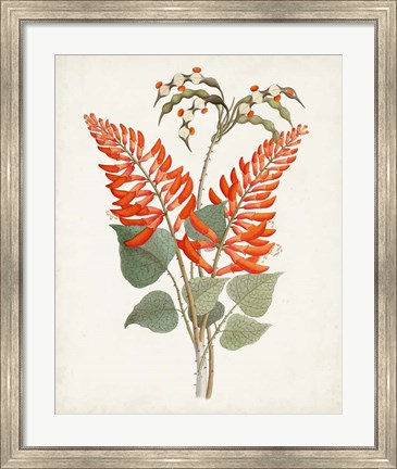 Framed Botanical of the Tropics II Print