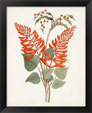 Framed Botanical of the Tropics II Print