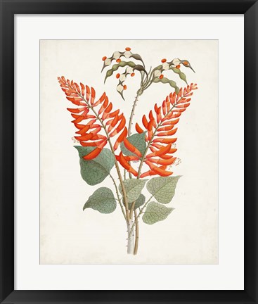 Framed Botanical of the Tropics II Print