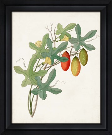 Framed Botanical of the Tropics III Print