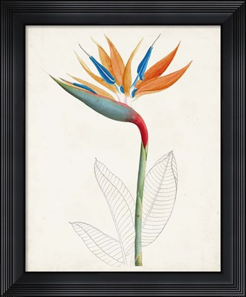 Framed Botanical of the Tropics IV Print