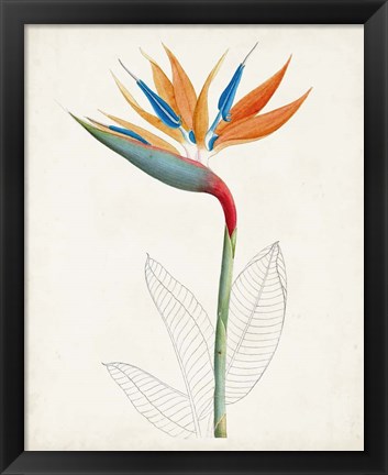 Framed Botanical of the Tropics IV Print