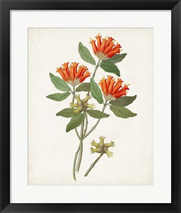 Framed Botanical of the Tropics V Print