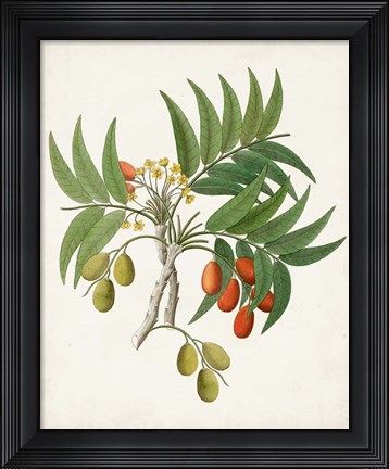Framed Botanical of the Tropics VI Print