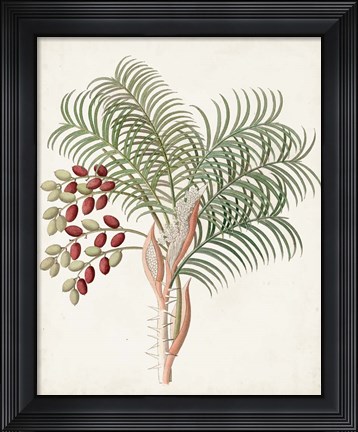 Framed Botanical of the Tropics VII Print