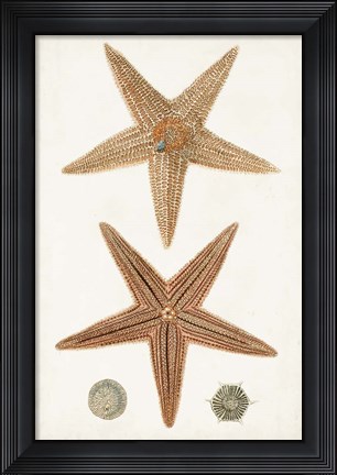 Framed Coastal Curiosity I Print