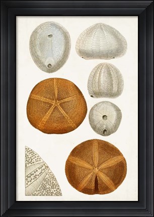 Framed Coastal Curiosity II Print