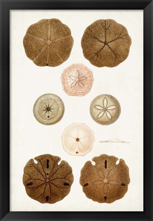 Framed Coastal Curiosity III Print