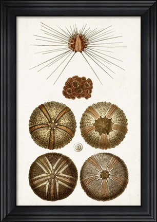 Framed Coastal Curiosity IV Print