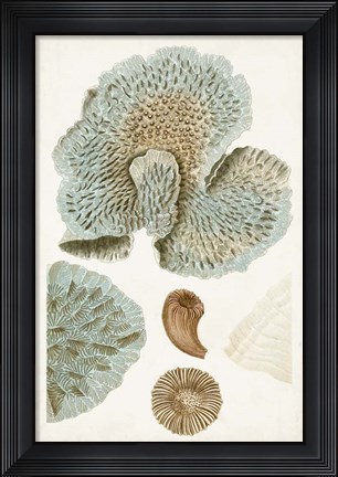 Framed Coastal Curiosity V Print