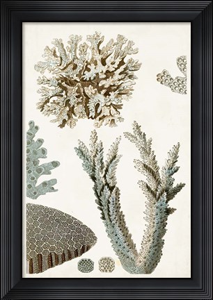 Framed Coastal Curiosity VI Print
