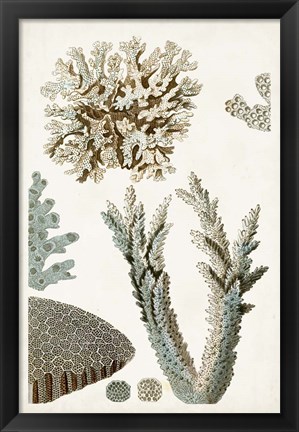 Framed Coastal Curiosity VI Print