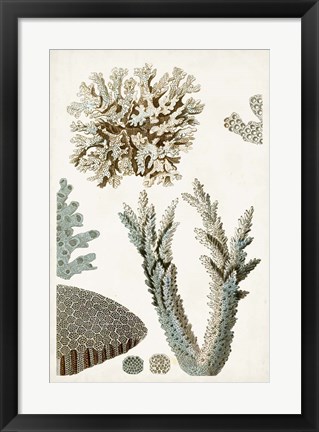 Framed Coastal Curiosity VI Print