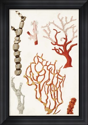 Framed Coastal Curiosity VII Print