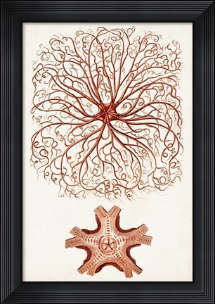 Framed Coastal Curiosity VIII Print