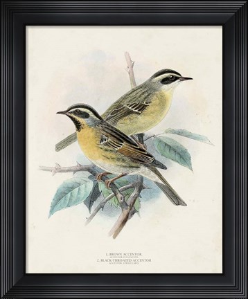 Framed Antique Birds I Print