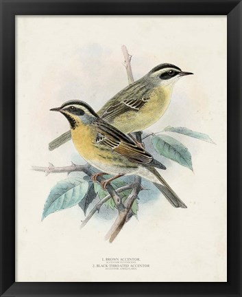 Framed Antique Birds I Print