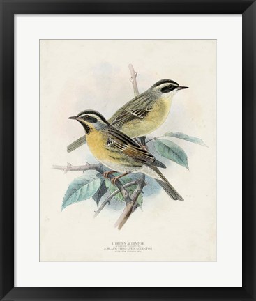 Framed Antique Birds I Print