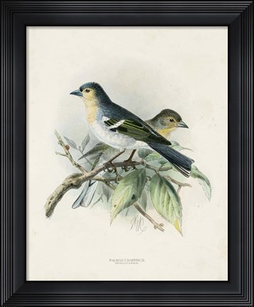 Framed Antique Birds II Print