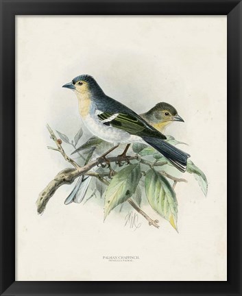 Framed Antique Birds II Print