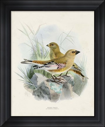 Framed Antique Birds III Print