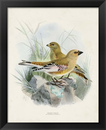 Framed Antique Birds III Print